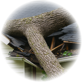 倒木や枝折れ被害